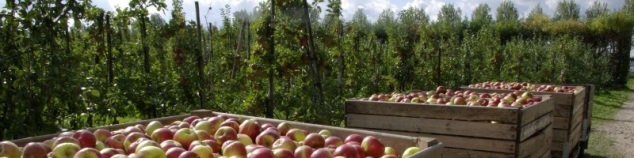 Appels oogst olmenhorst